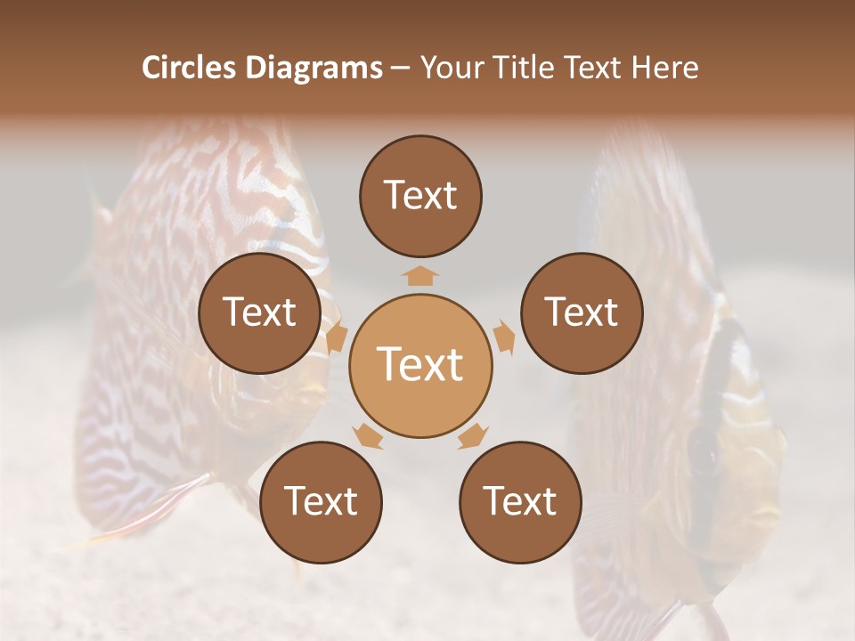 Colorful Tropical Symphysodon Discus Fish PowerPoint Template