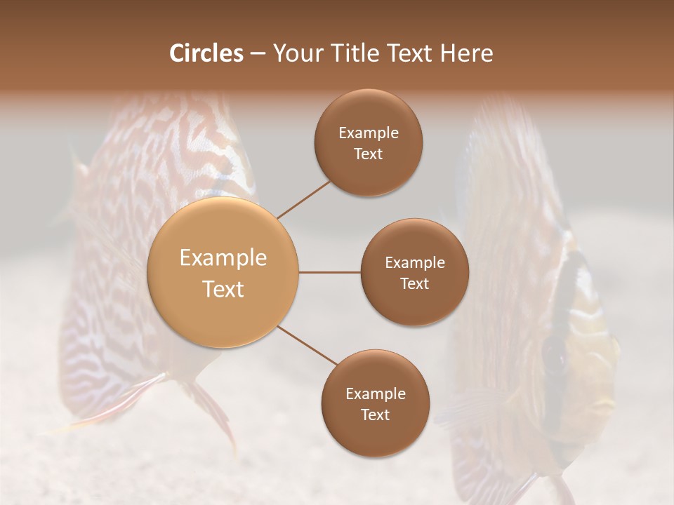 Colorful Tropical Symphysodon Discus Fish PowerPoint Template