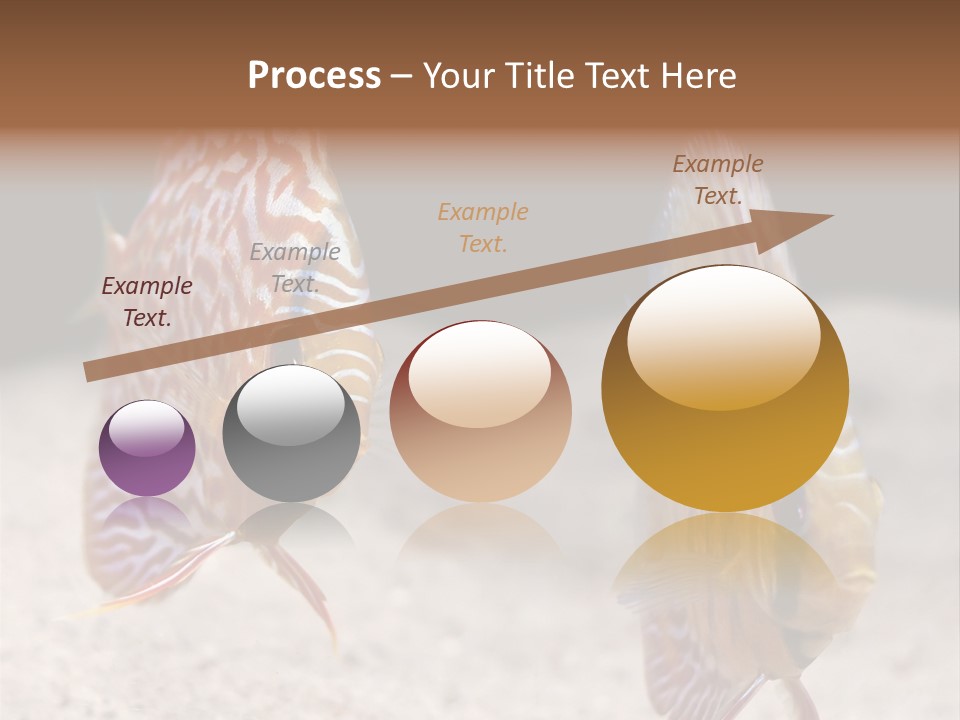 Colorful Tropical Symphysodon Discus Fish PowerPoint Template