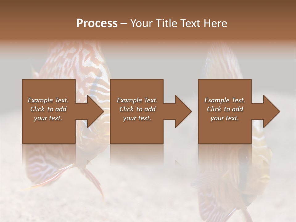 Colorful Tropical Symphysodon Discus Fish PowerPoint Template