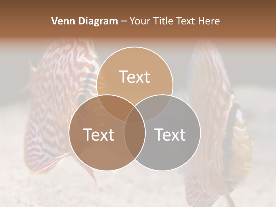 Colorful Tropical Symphysodon Discus Fish PowerPoint Template