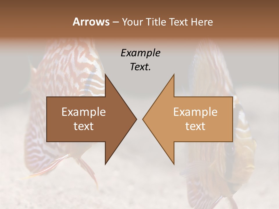 Colorful Tropical Symphysodon Discus Fish PowerPoint Template