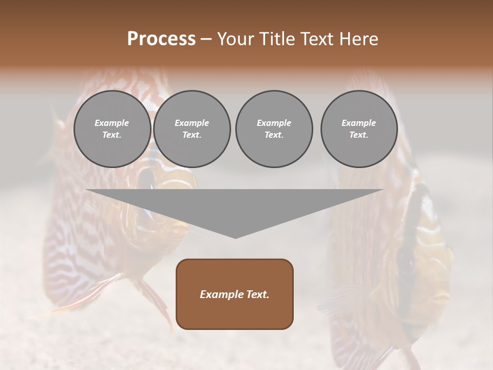 Colorful Tropical Symphysodon Discus Fish PowerPoint Template