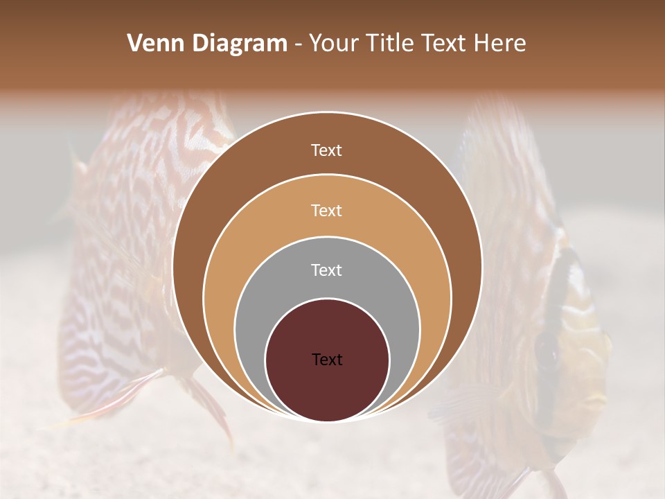 Colorful Tropical Symphysodon Discus Fish PowerPoint Template