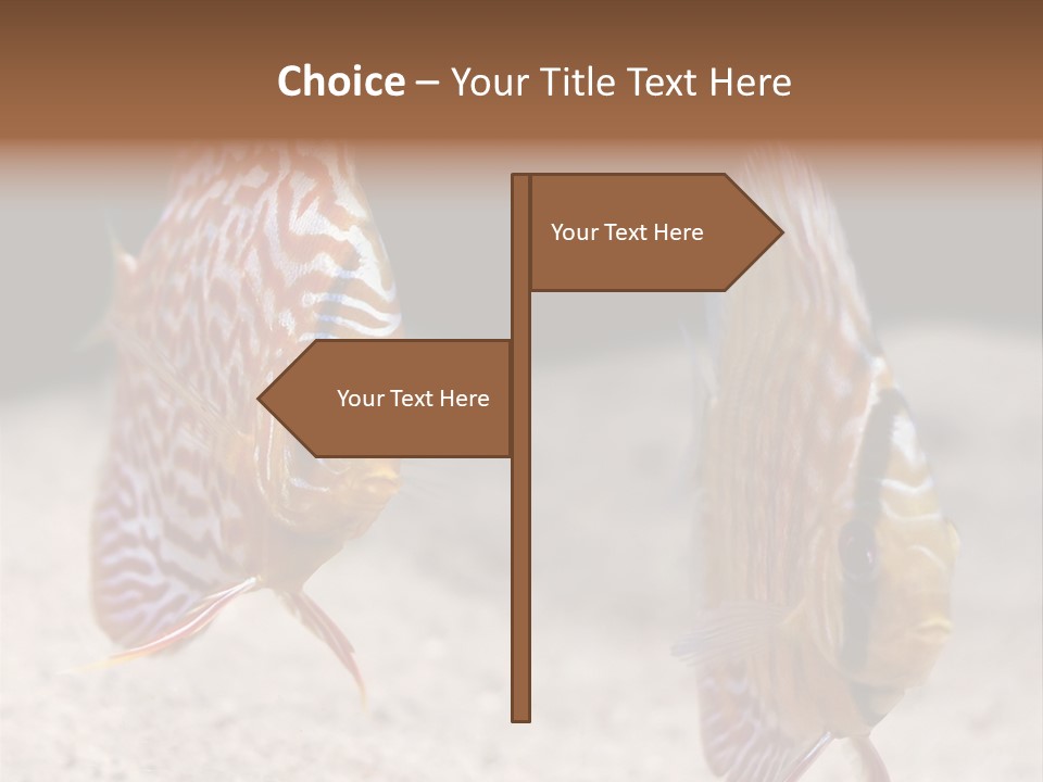 Colorful Tropical Symphysodon Discus Fish PowerPoint Template