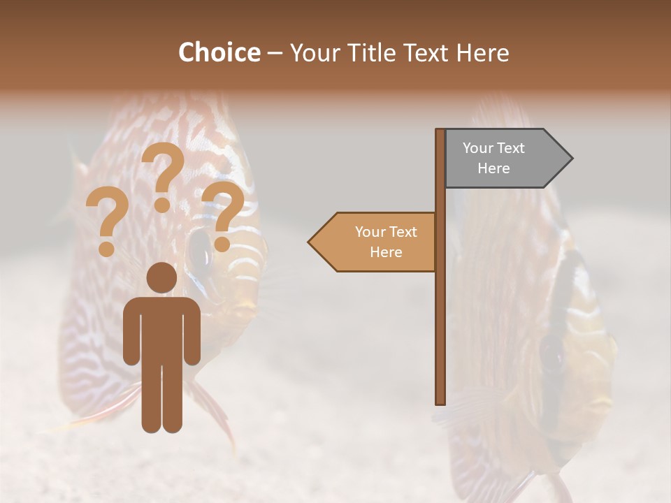 Colorful Tropical Symphysodon Discus Fish PowerPoint Template