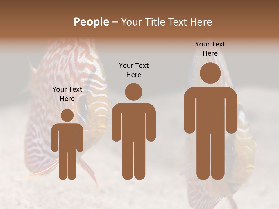 Colorful Tropical Symphysodon Discus Fish PowerPoint Template