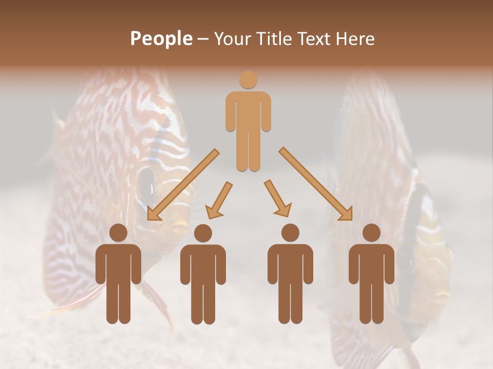 Colorful Tropical Symphysodon Discus Fish PowerPoint Template