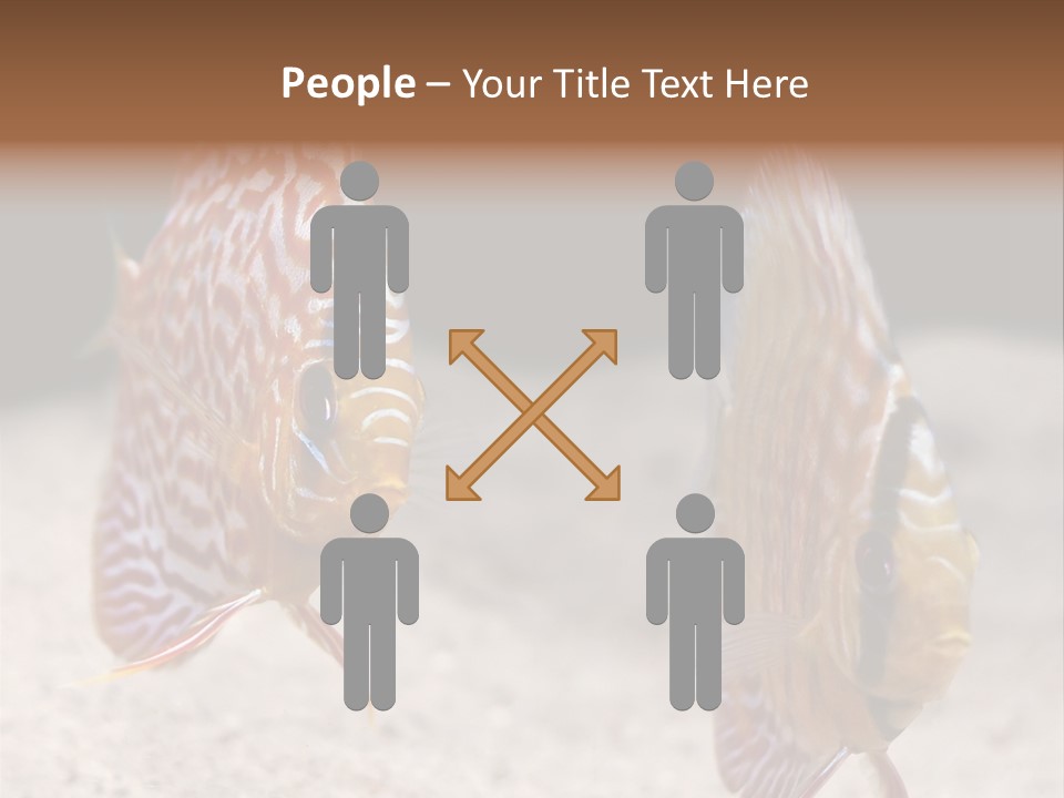 Colorful Tropical Symphysodon Discus Fish PowerPoint Template