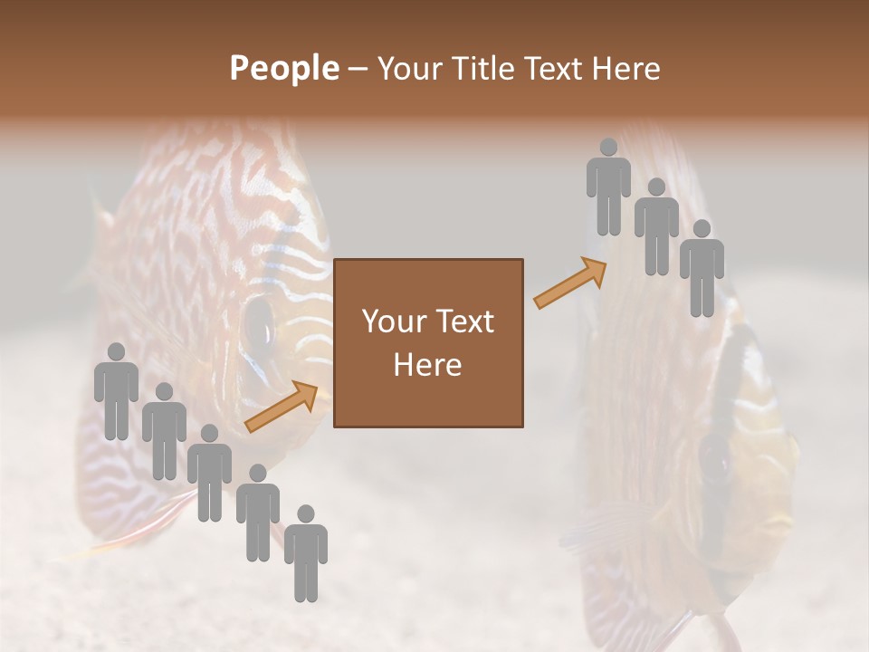 Colorful Tropical Symphysodon Discus Fish PowerPoint Template