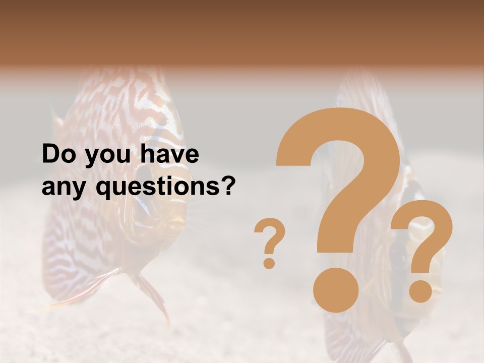 Colorful Tropical Symphysodon Discus Fish PowerPoint Template