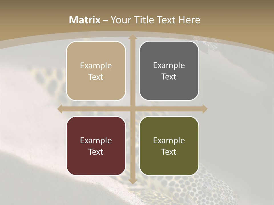 Colorful Spotted Tropical Catfish Swimming In Aquarium PowerPoint Template