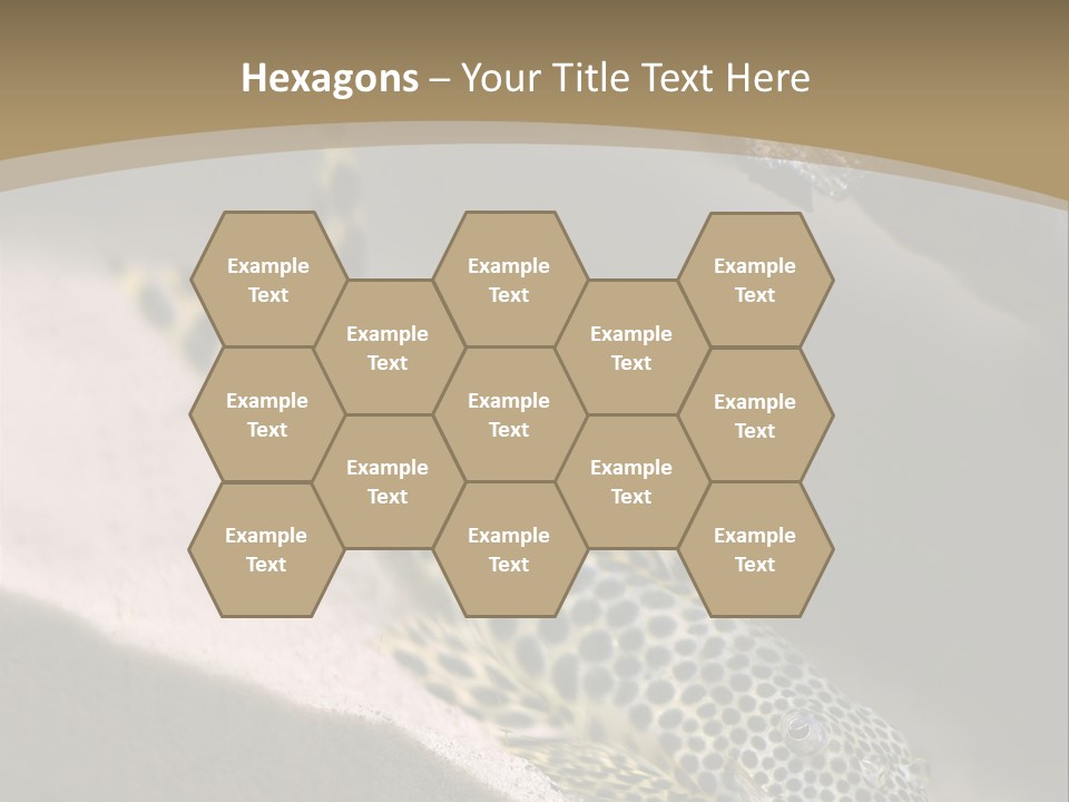 Colorful Spotted Tropical Catfish Swimming In Aquarium PowerPoint Template