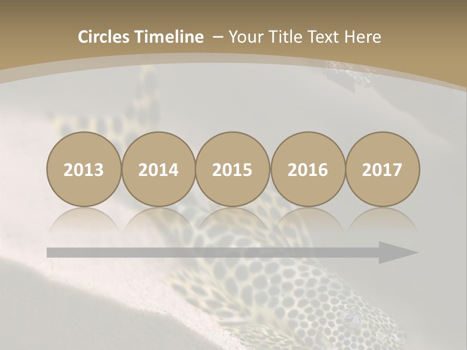 Colorful Spotted Tropical Catfish Swimming In Aquarium PowerPoint Template