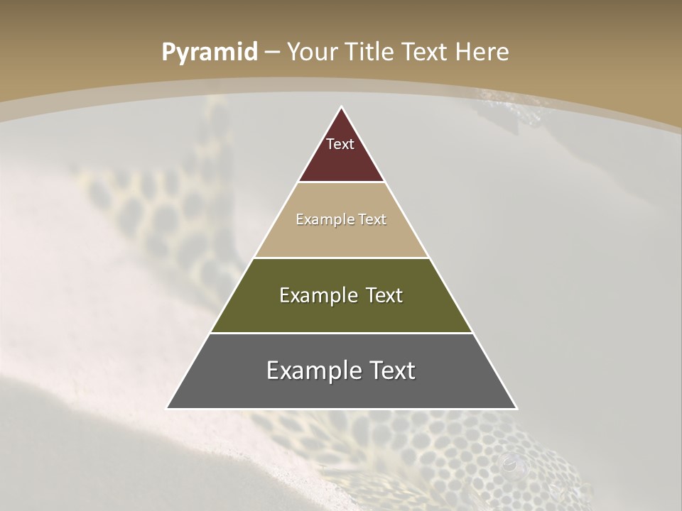 Colorful Spotted Tropical Catfish Swimming In Aquarium PowerPoint Template