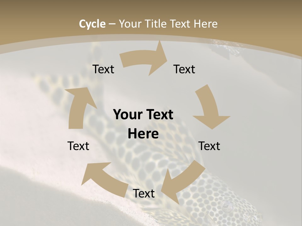 Colorful Spotted Tropical Catfish Swimming In Aquarium PowerPoint Template