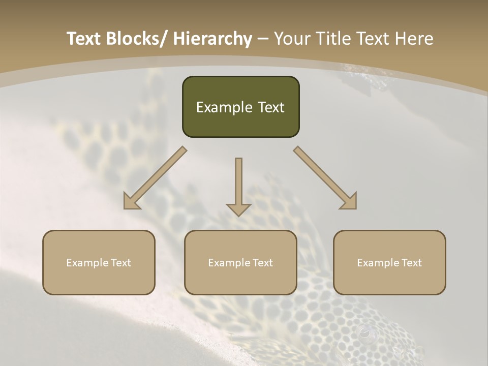 Colorful Spotted Tropical Catfish Swimming In Aquarium PowerPoint Template