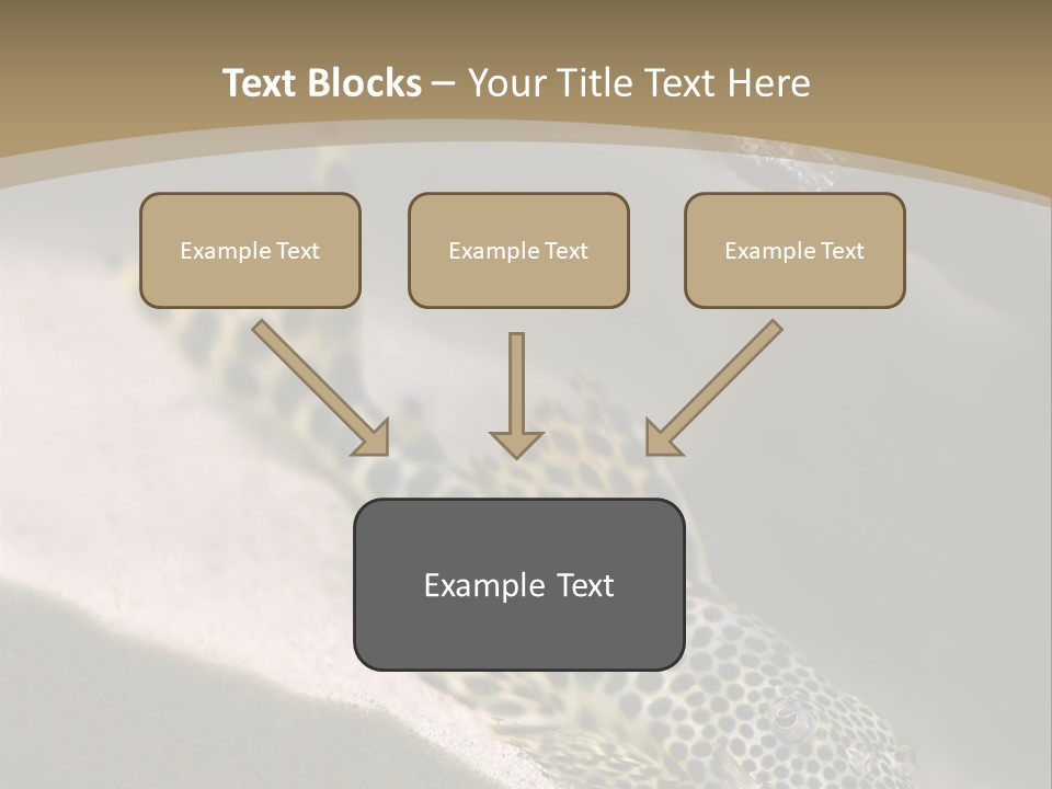 Colorful Spotted Tropical Catfish Swimming In Aquarium PowerPoint Template