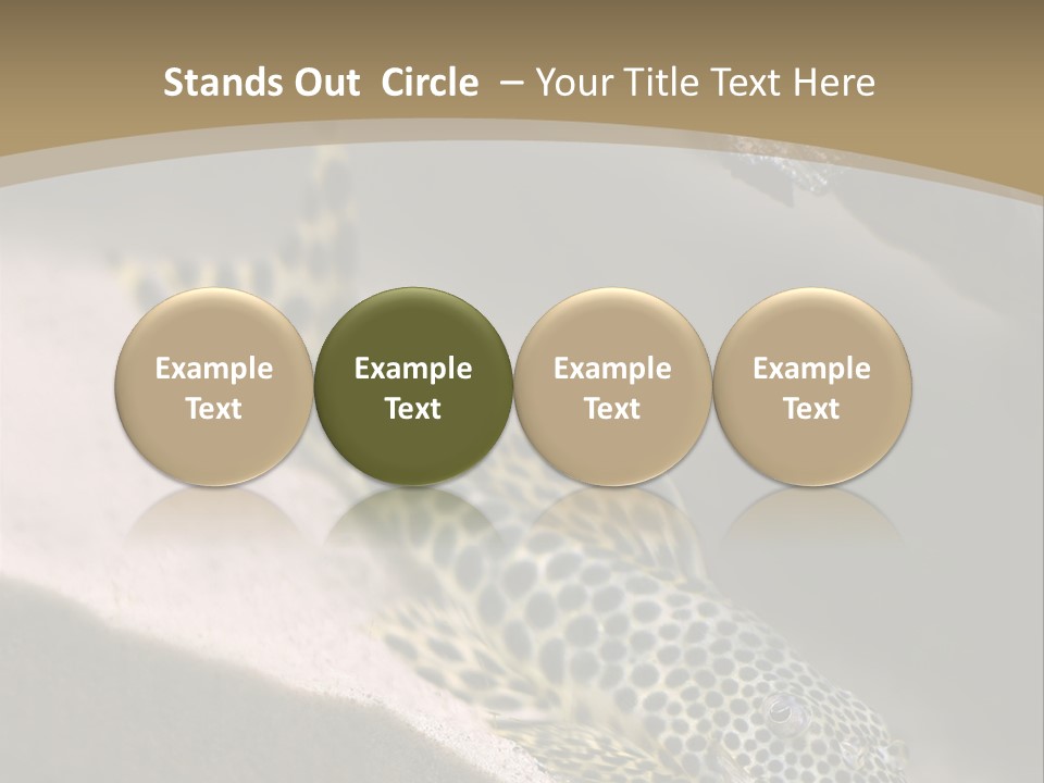 Colorful Spotted Tropical Catfish Swimming In Aquarium PowerPoint Template