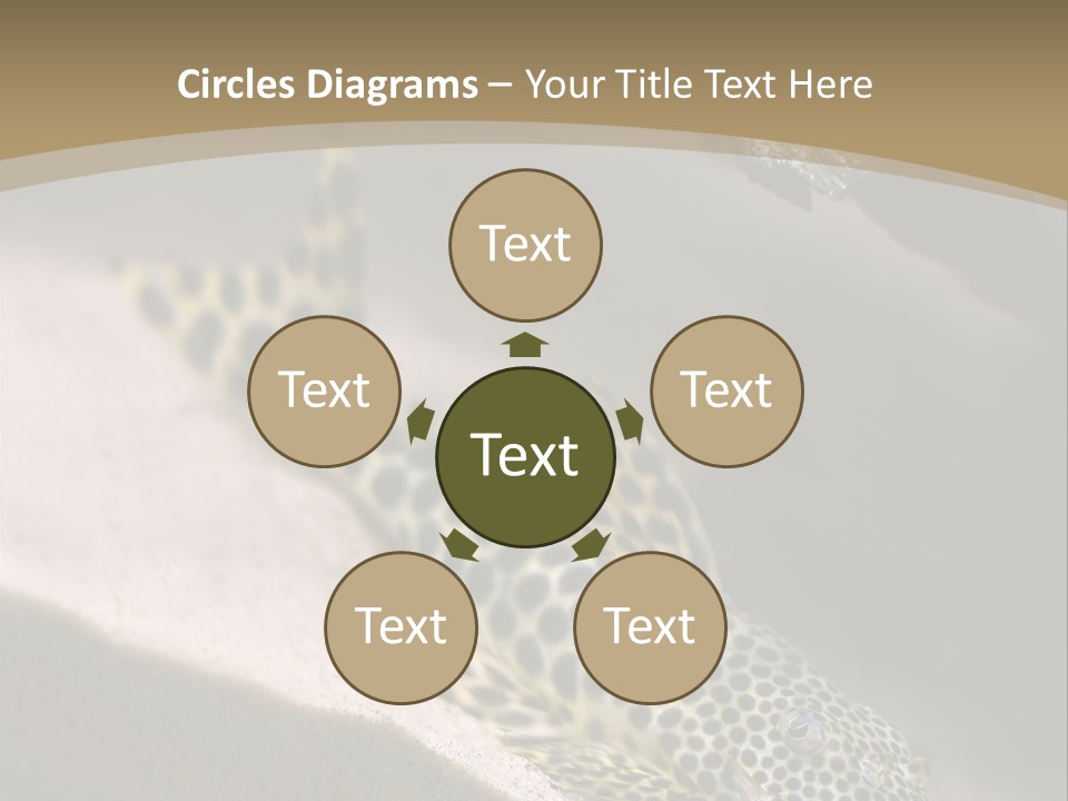 Colorful Spotted Tropical Catfish Swimming In Aquarium PowerPoint Template