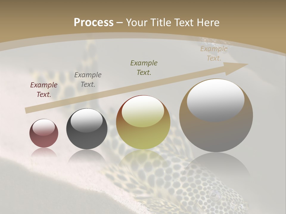 Colorful Spotted Tropical Catfish Swimming In Aquarium PowerPoint Template