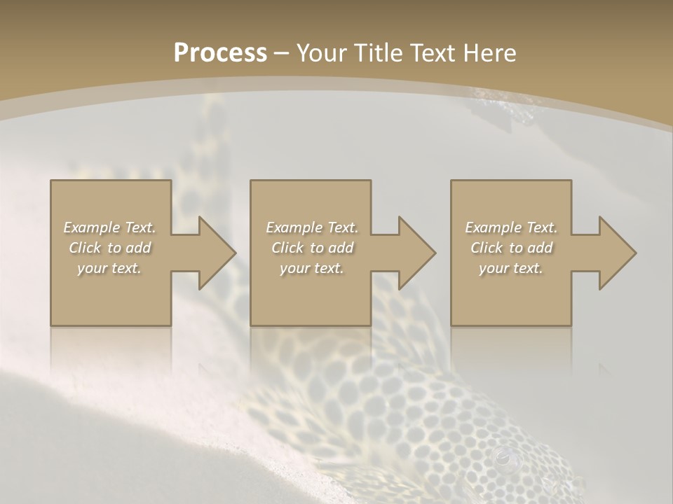 Colorful Spotted Tropical Catfish Swimming In Aquarium PowerPoint Template