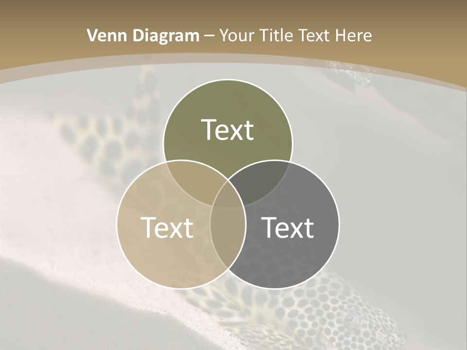 Colorful Spotted Tropical Catfish Swimming In Aquarium PowerPoint Template