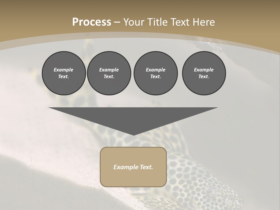 Colorful Spotted Tropical Catfish Swimming In Aquarium PowerPoint Template