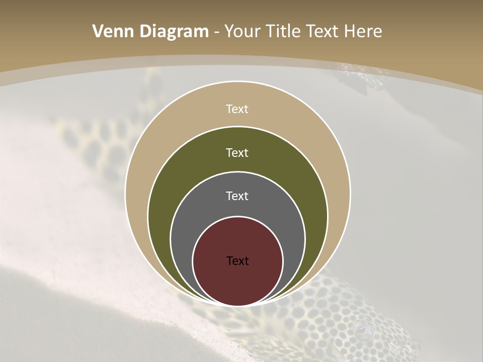 Colorful Spotted Tropical Catfish Swimming In Aquarium PowerPoint Template