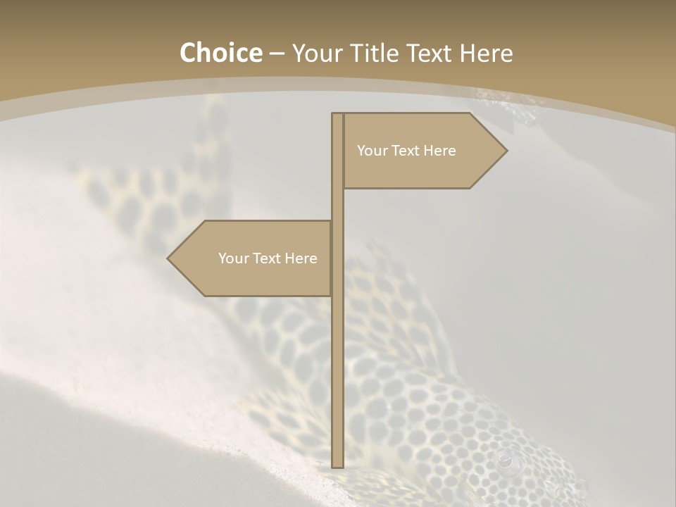 Colorful Spotted Tropical Catfish Swimming In Aquarium PowerPoint Template