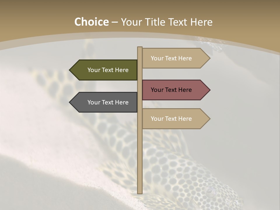 Colorful Spotted Tropical Catfish Swimming In Aquarium PowerPoint Template