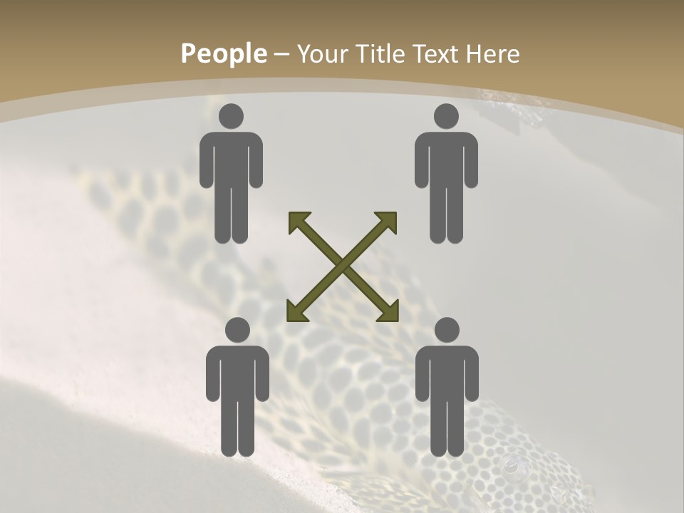 Colorful Spotted Tropical Catfish Swimming In Aquarium PowerPoint Template