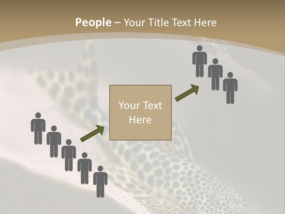 Colorful Spotted Tropical Catfish Swimming In Aquarium PowerPoint Template