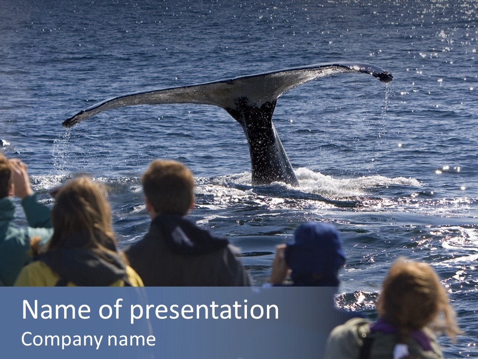 People On A Whale Watching Trip PowerPoint Template