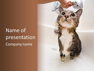 Cat Enjoying A Hot Bath And Shower PowerPoint Template