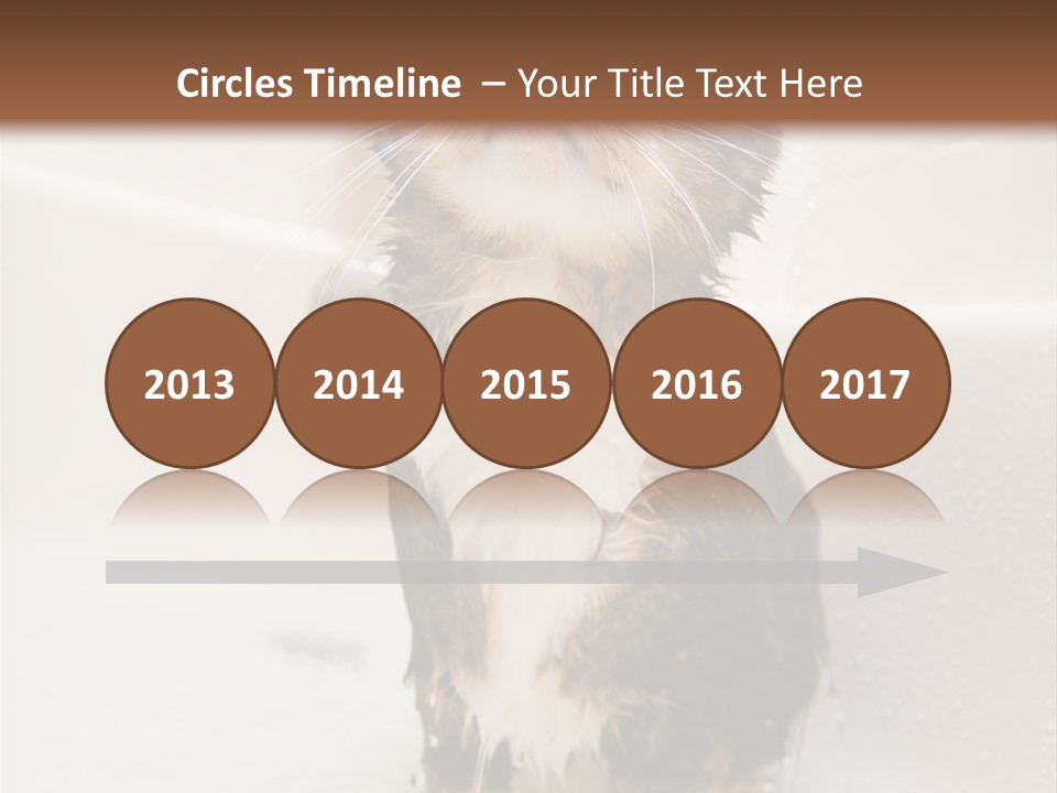 Cat Enjoying A Hot Bath And Shower PowerPoint Template