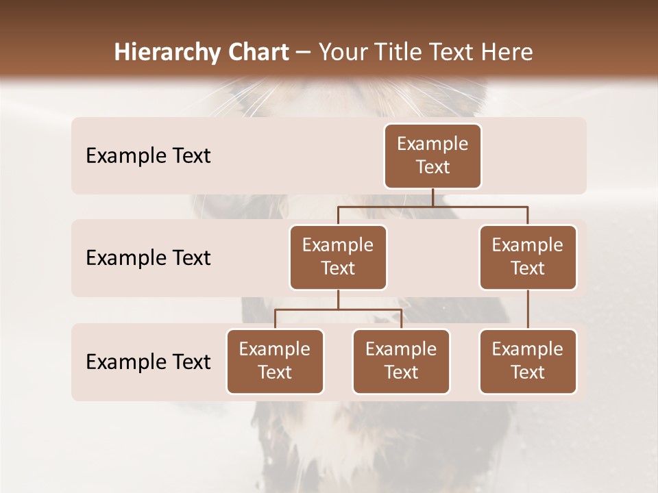 Cat Enjoying A Hot Bath And Shower PowerPoint Template