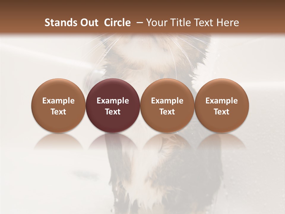 Cat Enjoying A Hot Bath And Shower PowerPoint Template