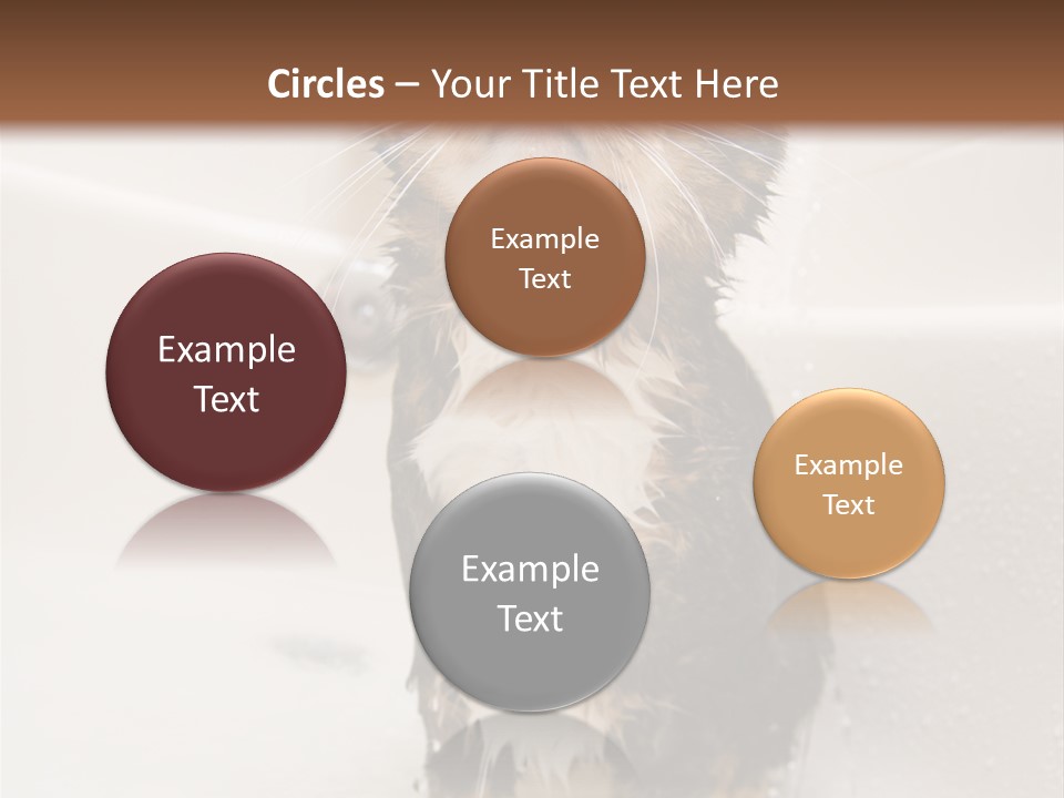 Cat Enjoying A Hot Bath And Shower PowerPoint Template