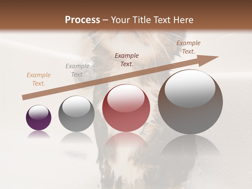 Cat Enjoying A Hot Bath And Shower PowerPoint Template