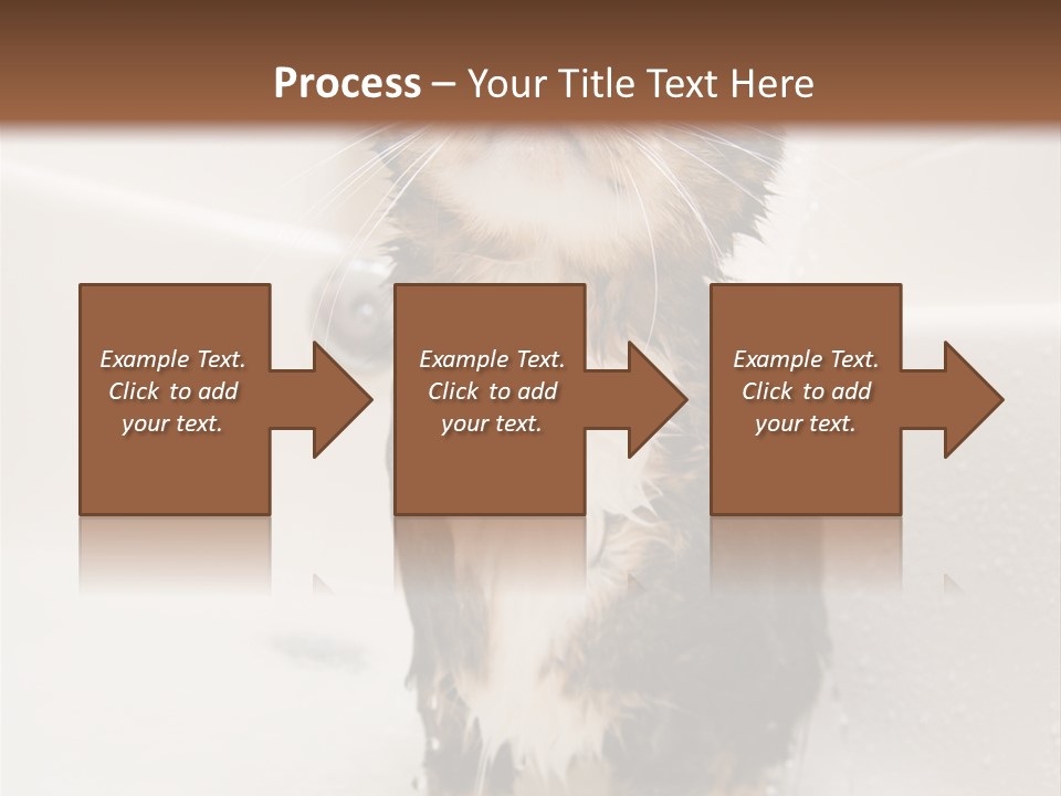 Cat Enjoying A Hot Bath And Shower PowerPoint Template