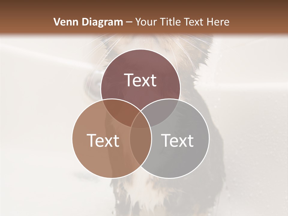 Cat Enjoying A Hot Bath And Shower PowerPoint Template