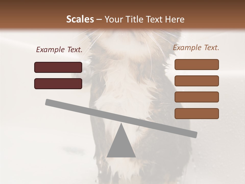 Cat Enjoying A Hot Bath And Shower PowerPoint Template