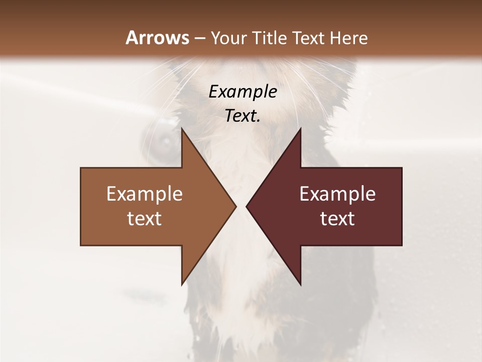 Cat Enjoying A Hot Bath And Shower PowerPoint Template