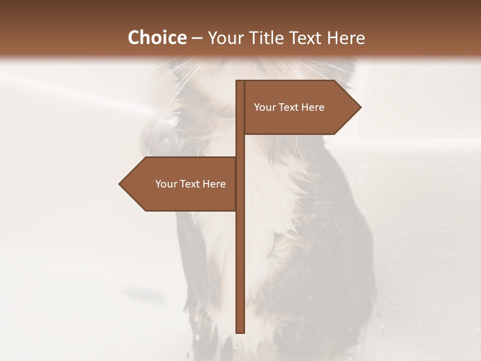 Cat Enjoying A Hot Bath And Shower PowerPoint Template