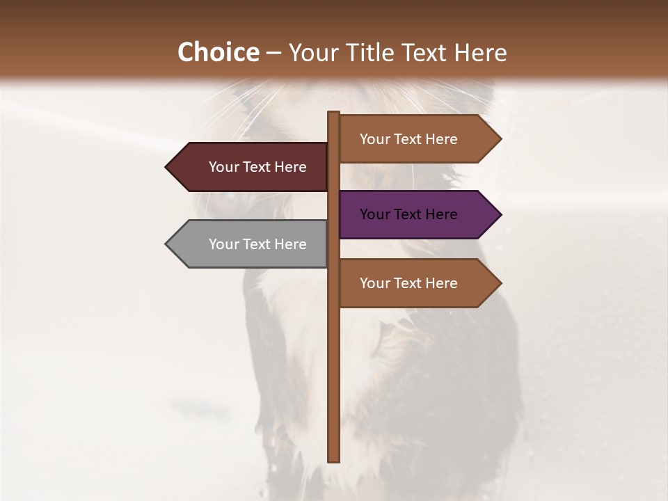 Cat Enjoying A Hot Bath And Shower PowerPoint Template