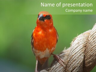 The Male Red Cardinal Or Madagascar Fody (Foudia Madagascariensis), Pictured In The Seychelles Where It Is Common. PowerPoint Template
