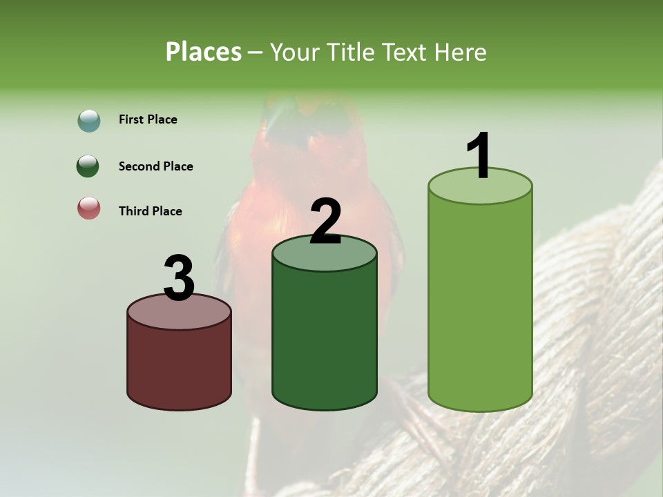 The Male Red Cardinal Or Madagascar Fody (Foudia Madagascariensis), Pictured In The Seychelles Where It Is Common. PowerPoint Template