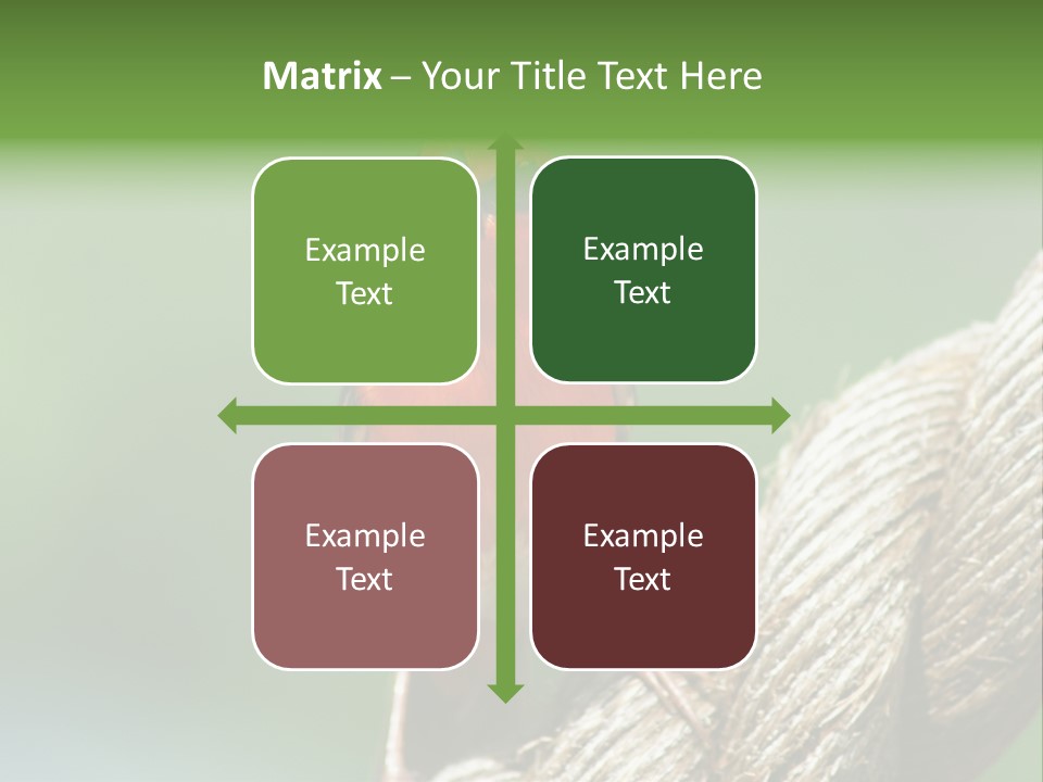 The Male Red Cardinal Or Madagascar Fody (Foudia Madagascariensis), Pictured In The Seychelles Where It Is Common. PowerPoint Template