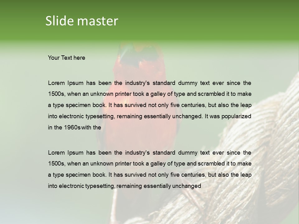 The Male Red Cardinal Or Madagascar Fody (Foudia Madagascariensis), Pictured In The Seychelles Where It Is Common. PowerPoint Template